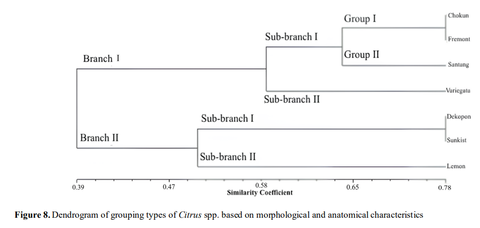 Unlocking Citrus Diversity: New Study Reveals Family Tree of Oranges and Lemons in West Java