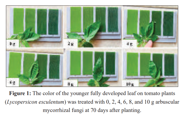 Boosting Tomato Growth Naturally: How Friendly Fungi Improve Nutrition and Sustainability