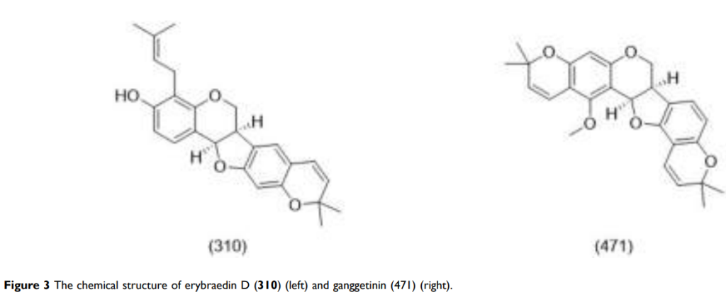 Unlocking Nature’s Pharmacy: Flavonoids from Erythrina Plants Show Promise for COVID-19 Treatment