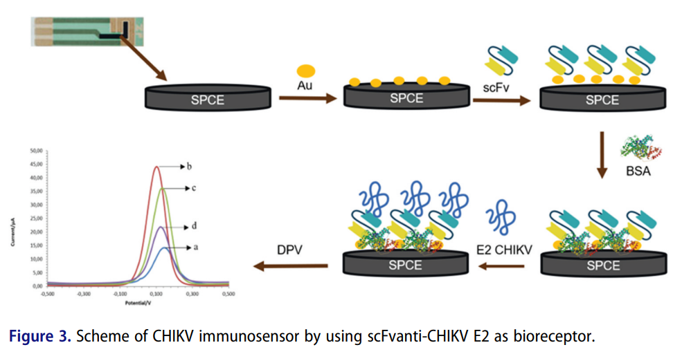 Breakthrough in Chikungunya Detection: New Antibody Fragment Boosts Rapid and Accurate Diagnosis