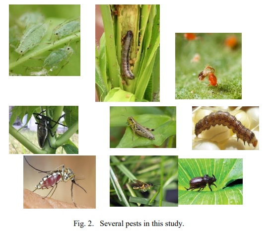 Smarter Pest Detection with AI: Boosting Sustainable Agriculture and Food Security